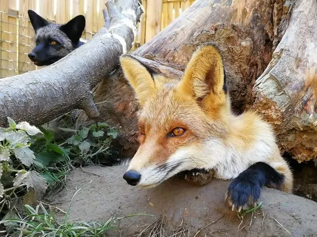 Repzootic Animal Center