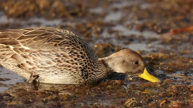 Rogers Lakewood Park