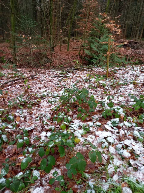 Sandhorster Wald