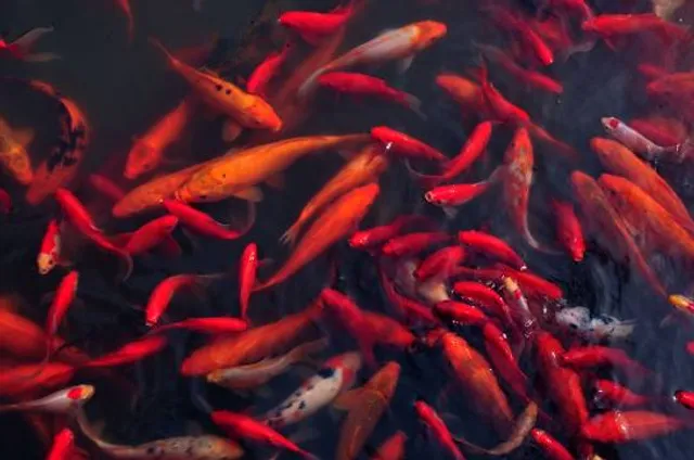 Qinhu National Wetland Park