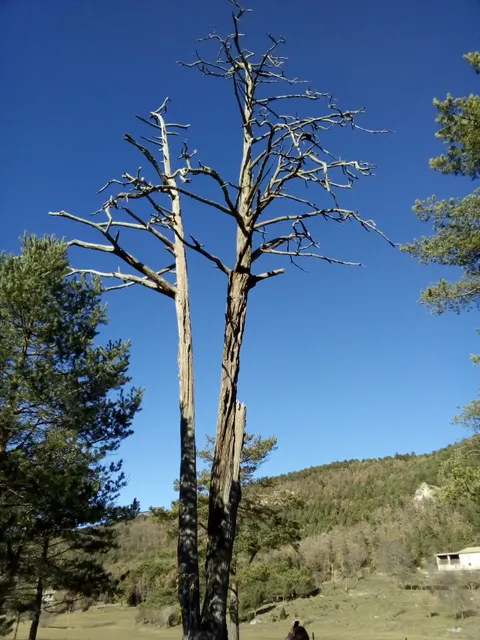 Pi de les Tres branques