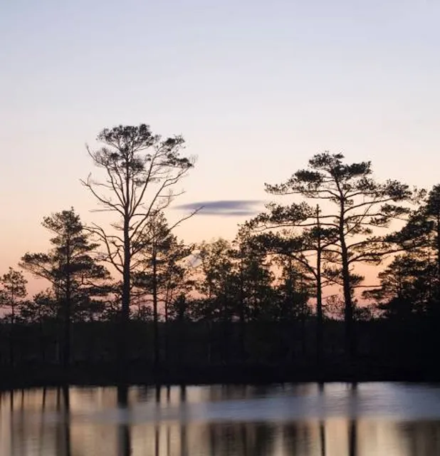 Luitemaa looduskaitseala