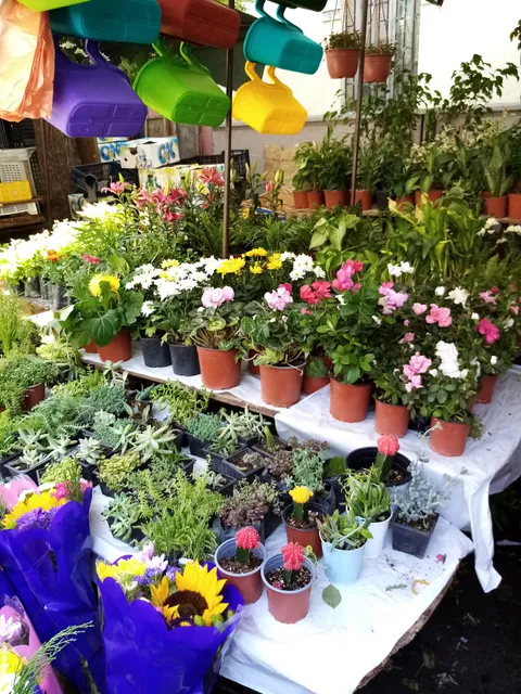 Farmers market Coquimbo