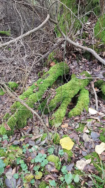 FeWo am Malchiner See