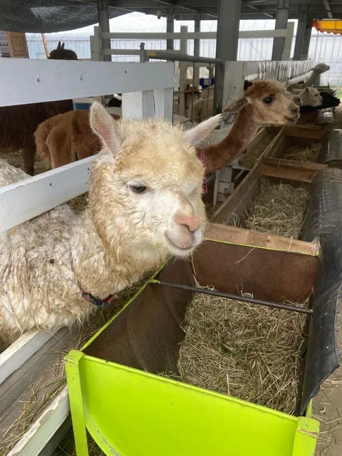 Alpaca Farm
