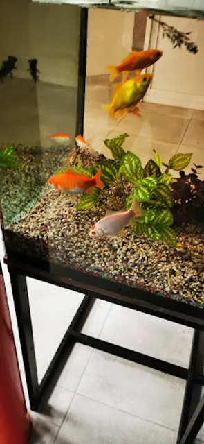 Pizzeria De Sphinx🍕