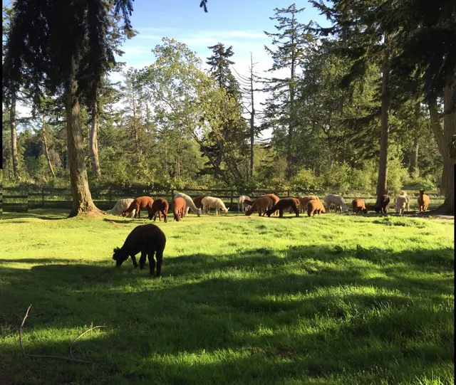 Pronkin' Pastures Alpaca Ranch
