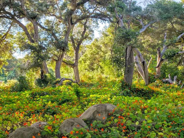 Ennisbrook Open Space