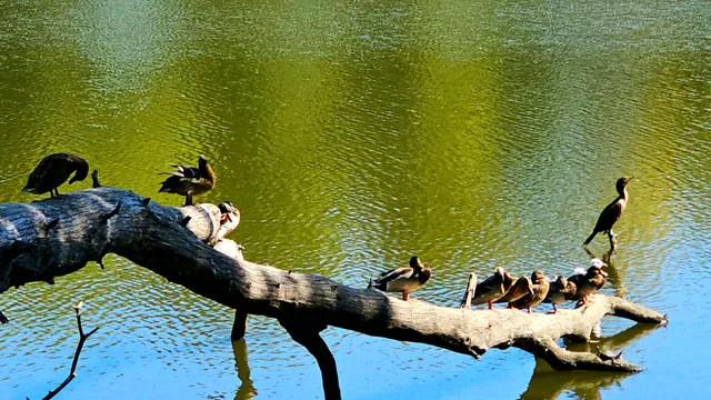 Pettibone Disc Golf Course