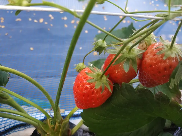 Grandberry strawberry picking