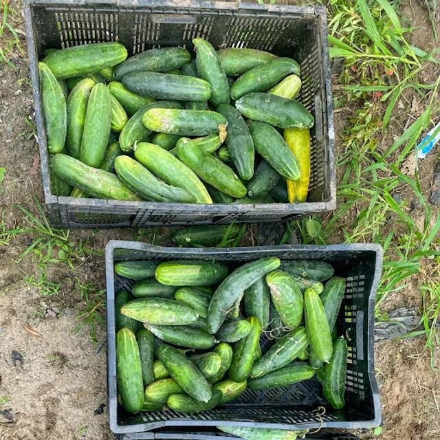 The Ital Juicery Company®