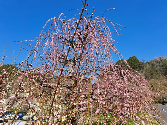 Romantopia Tsukigase