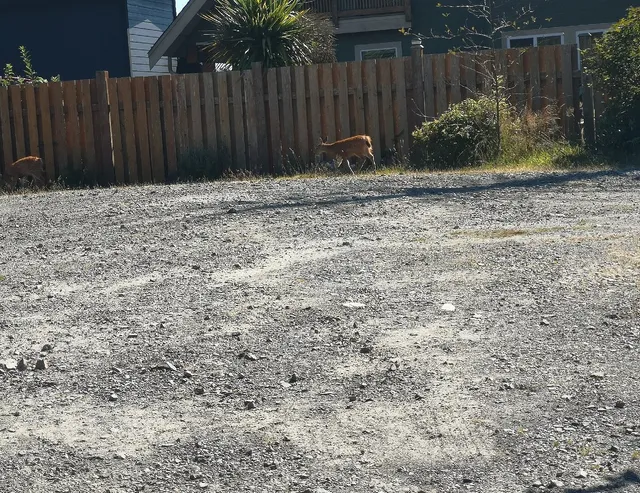 Sounds Of The Sea Suites