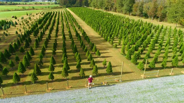 Moody Family Tree Farm