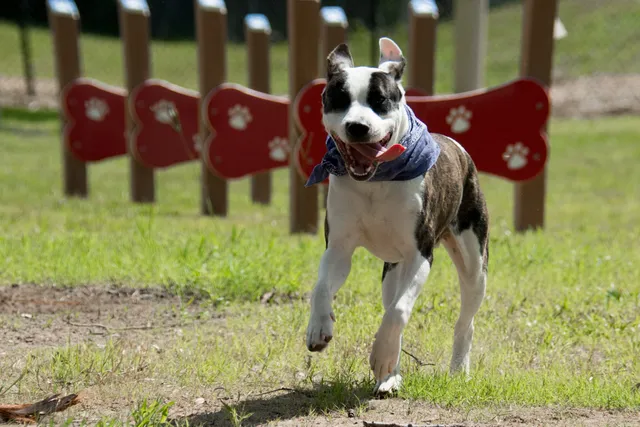 Community Public Dog Park at Halifax Humane Society, Inc.