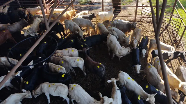 Kirbyville Auction Barn