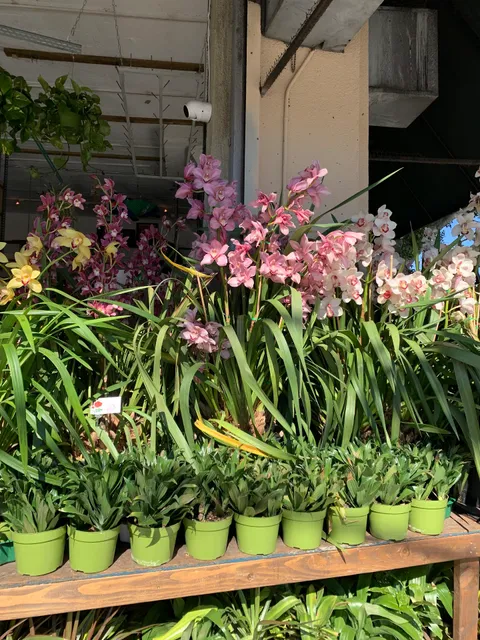 Vinny's Plants & Flowers