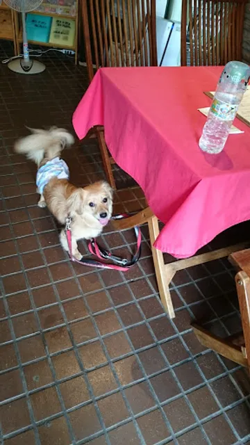 ドッグカフェ Poco a Poco