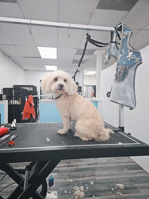 BB care pet grooming & supply