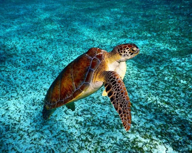 Hol Chan Marine Reserve