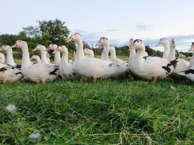 Verger Canard Goûteux
