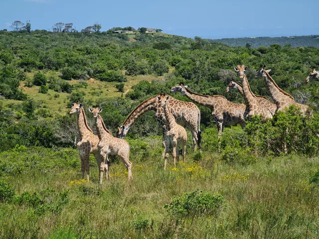 Sibuya Game Reserve Reception