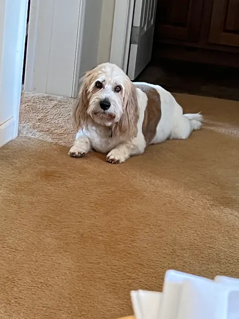 Saidee’s Place Dog Resort, LLC