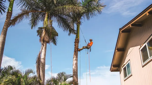 Tree.Bulls LLC -Tree Services