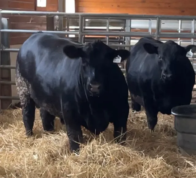 Holston Beef Company