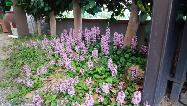 ジュエリーボックスムラタ