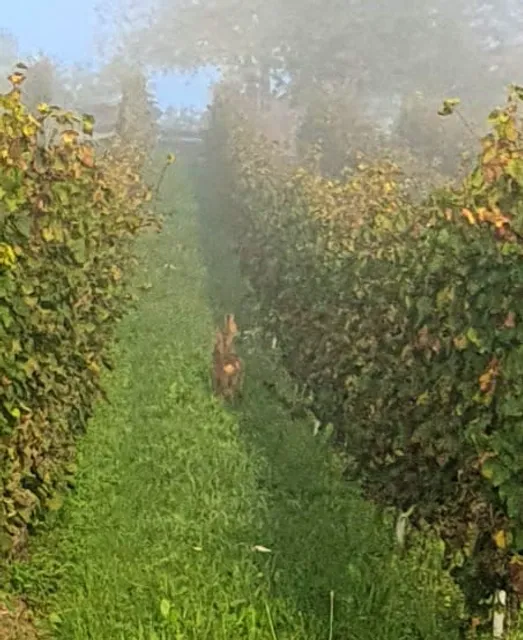 Weingut - Gästehaus Eilenz