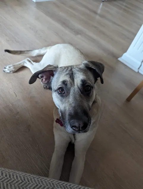 Countryside Pet Clinic & Resort