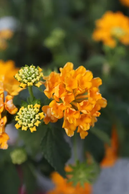 Crystal Produce and Baked Goods