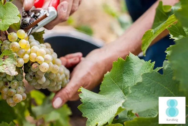 Weingut & Gästehaus Alfred Frick