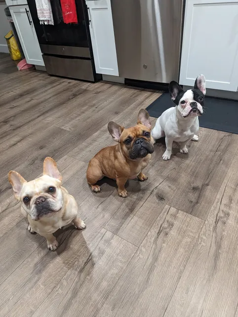 Interlachen Animal Hospital