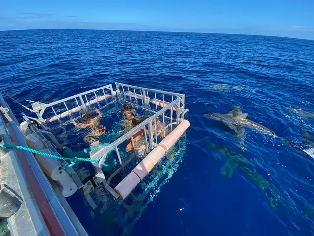 Haleiwa Shark Tours