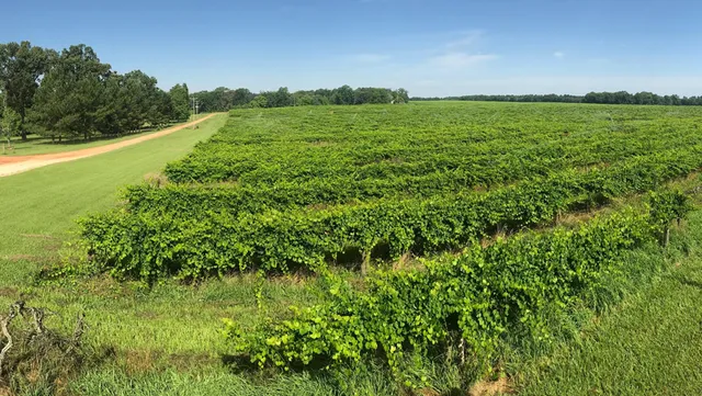 Still Pond Vineyard & Winery