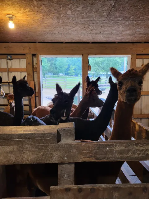 Terrace Mountain Alpacas LLC