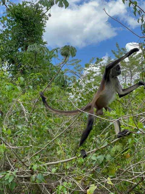 Punta Laguna Monkey Spider Reserve