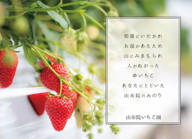 由布院いちご園 YUFUIN strawberry farm