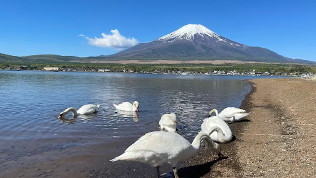 白鳥浜