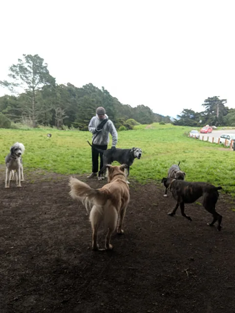 McLaren Park Dog Play Area 2