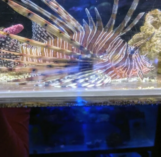 Aquatic Zoo Tropical Fish