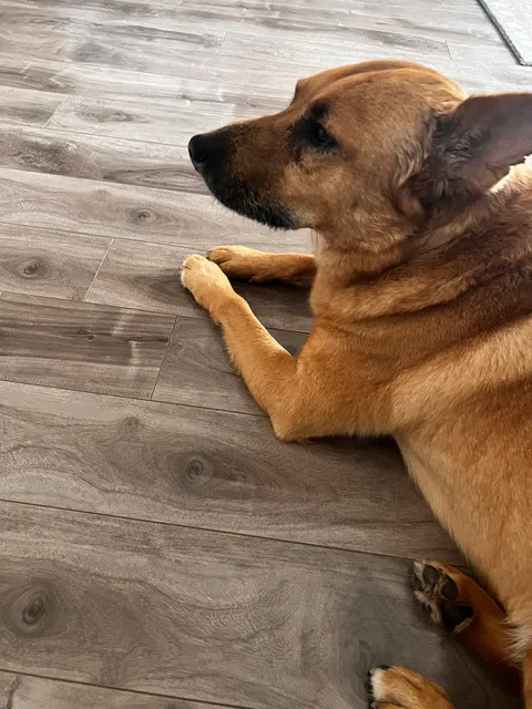 Dogtopia of San Antonio - Alamo Ranch