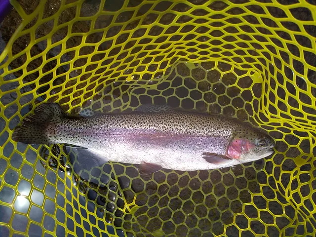 Susono Fishing Park Trout Fishery