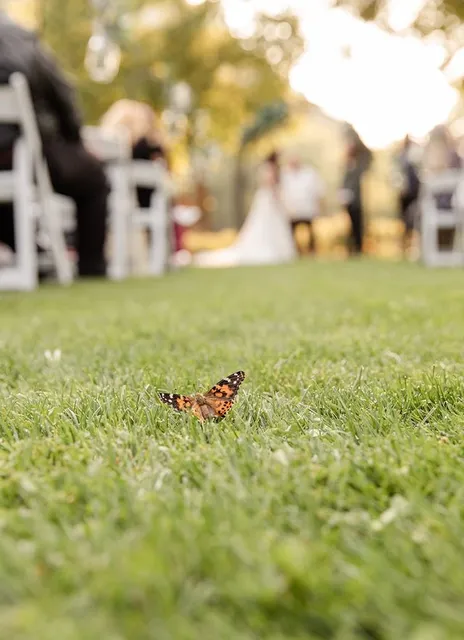 Riverbottom Butterflies