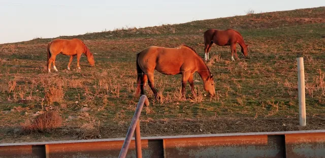 El Oro Cattle Feeders