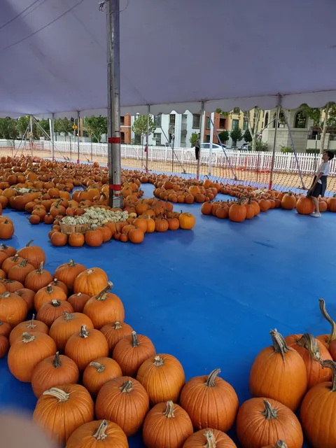 ABC Tree Farms & Pick of the Patch Pumpkins