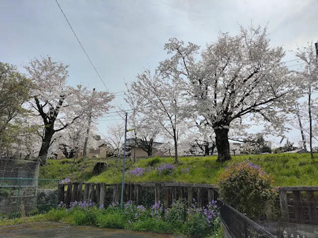 Randen Sakura Tunnel