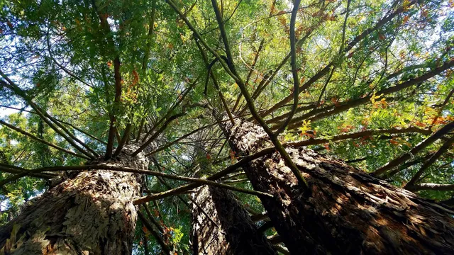Cotati Veterans memorial building